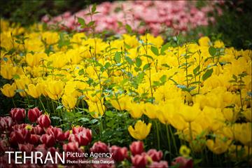 لاله های باغ ایرانی 14
