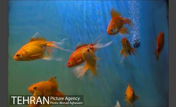 آکواریوم پارک شهر 17