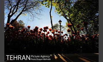 رویش گل های لاله در باغ ایرانی 31