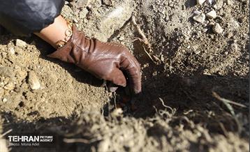 آیین کاشت گیاهان بومی پایتخت در برج میلاد 13