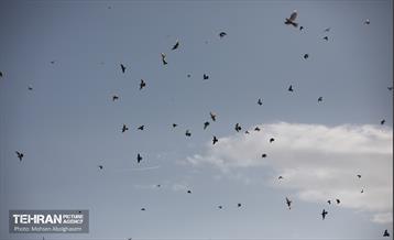 محفل بزرگ قرآنی امام حسنی‌ها  18