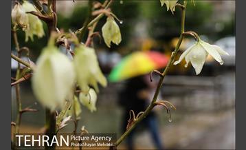 بارش باران در آخرین روز اردیبهشت 5