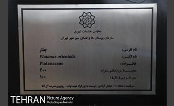 آیین نکوداشت درختان بالای صد سال تهران 17