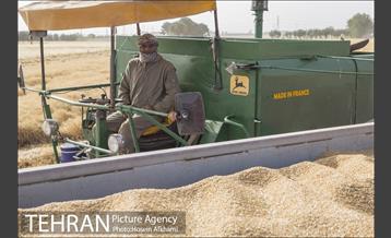 برداشت گندم در مزارع جنوب تهران‎ 24
