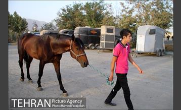 سوارکاری ورزشی برای کودکان‎ 5