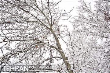 بارش برف زمستانی در تهران-2 17