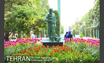رویش گل لاله در پارک شهر 2