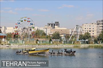 حضور پرندگان مهاجر در تهران 12