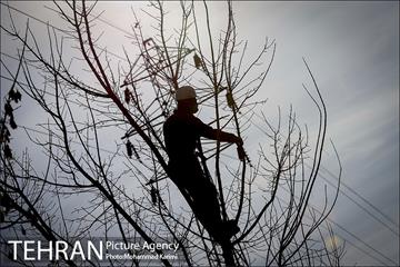 آغاز فصل هرس درختان- 3