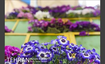 گل آرایی پل سیدخندان 10