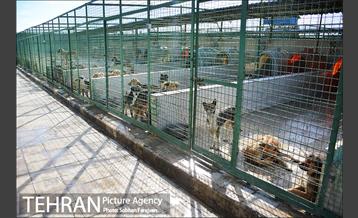 مرکز نگهداری سگ های بدون صاحب  5