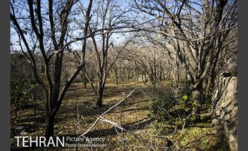 کوچه باغ های محله کن 36