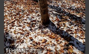 پاییز برفی پارک ملت 6