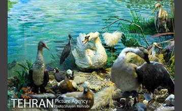 موزه حیات وحش هفت چنار 30