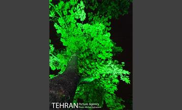 نورپردازی درختان بلوار میرداماد 16