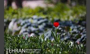رویش گل های لاله در باغ ایرانی 27