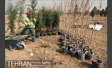 کاشت نهال در بوستان ولایت  13