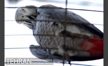 باغ پرندگان تهران 38