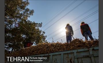 تولید کود کمپوست در پارک جنگلی آزادشهر 28