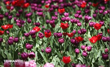 باغ ایرانی میزبان لاله‌ها 17