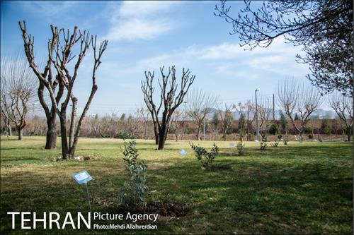 ۱۰۰ نهال به نام ۱۰۰ زن نامدار قرن 8