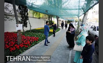 پیاده راه لاله مادران 21
