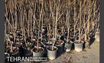 کاشت 2200 اصله نهال در بوستان جنگلی چیتگر 5
