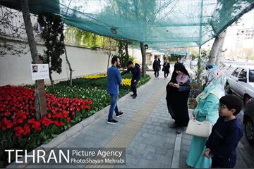 پیاده راه لاله مادران 21