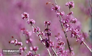 روز طبیعت در منطقه ۵ 50