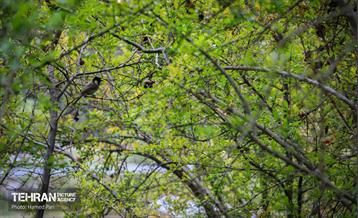 باغ گیاه‌شناسی 23