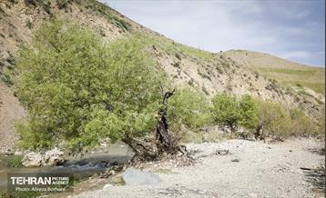 پاکسازی حاشیه رود جاجرود 11