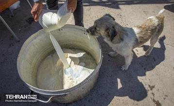 مهربانی با سگ های بدون صاحب 27