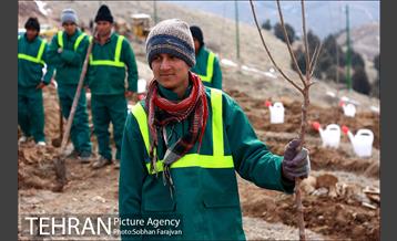کاشت ۱۰۰ هزار اصله نهال در پارک جنگلی تلو 13