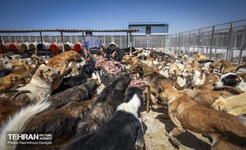 مهربانی با سگ های بدون صاحب 20