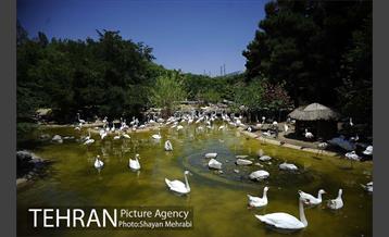 باغ پرندگان 40