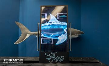 اقیانوس پارک  8