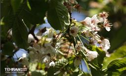 دومین جشنواره شکوفه‌های گیلاس 37