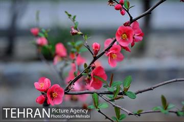 شکوفه های بهاری در پایتخت 12