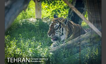 زندگی در قفس 19