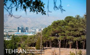 بوستان جنگلی چیتگر 8