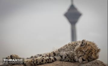 پیروز؛ پسر ایران 10