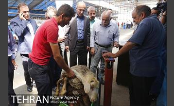 بازدید سعید راد از مراکز عرضه دام  7