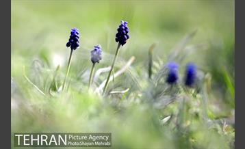 بهار در تهران 31