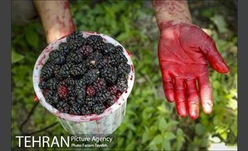 فصل برداشت توت از باغات سولقان 21