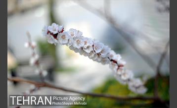 رویش گل های لاله در پارک ملت 9