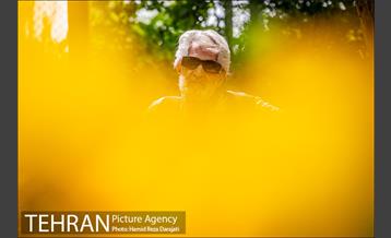 لاله های باغ ایرانی 22