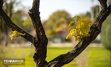 سمفونی رنگ های پاییزی - بوستان رازی 27