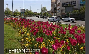 لاله آرایی در منطقه 20