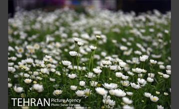 بازار گل شهید محلاتی در آستانه نوروز 14