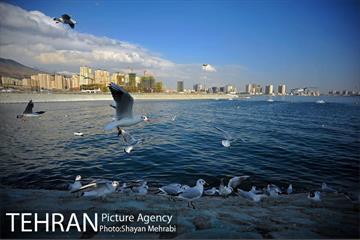 دریاچه شهدای خلیج فارس 41